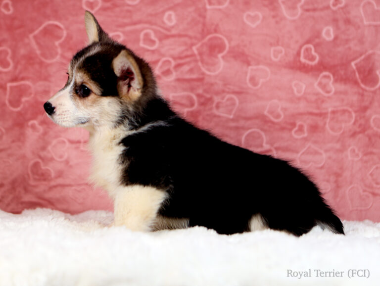 welsh corgi pembroke puppy