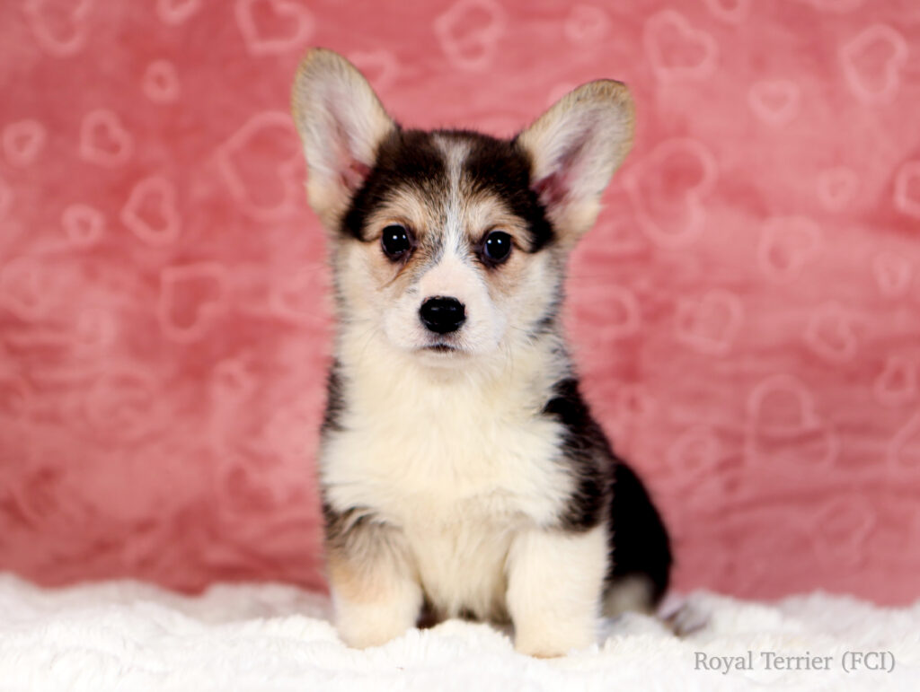 szczeniak welsh corgi pembroke tricolor