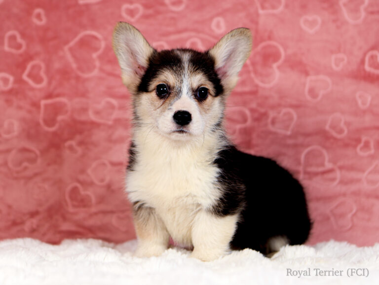 welsh corgi pembroke puppy