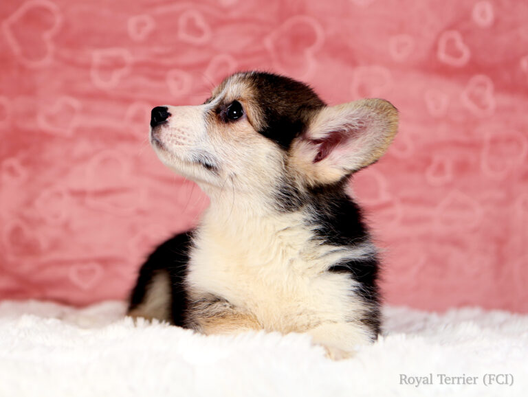 szczeniak welsh corgi pembroke tricolor