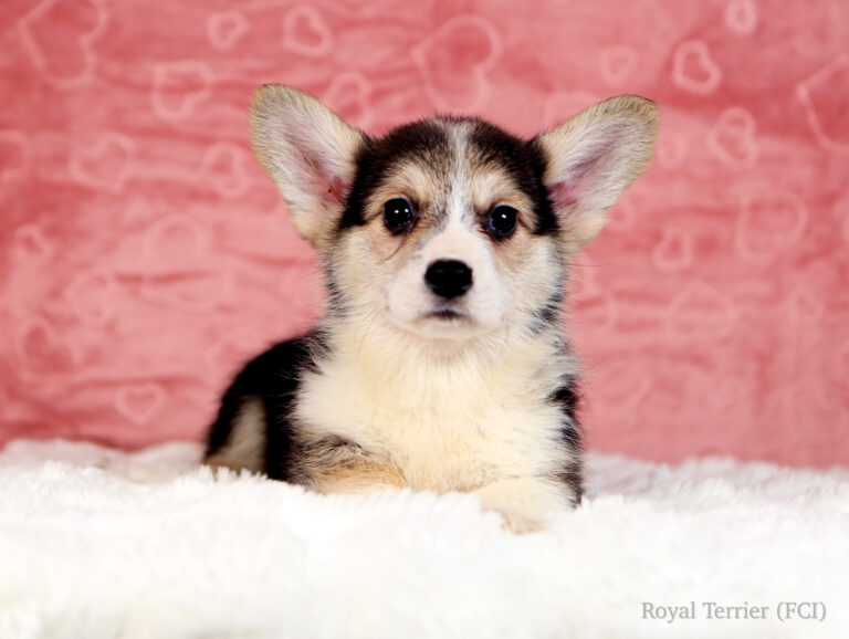 welsh corgi pembroke puppy