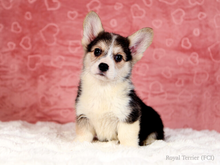 szczeniak welsh corgi pembroke tricolor