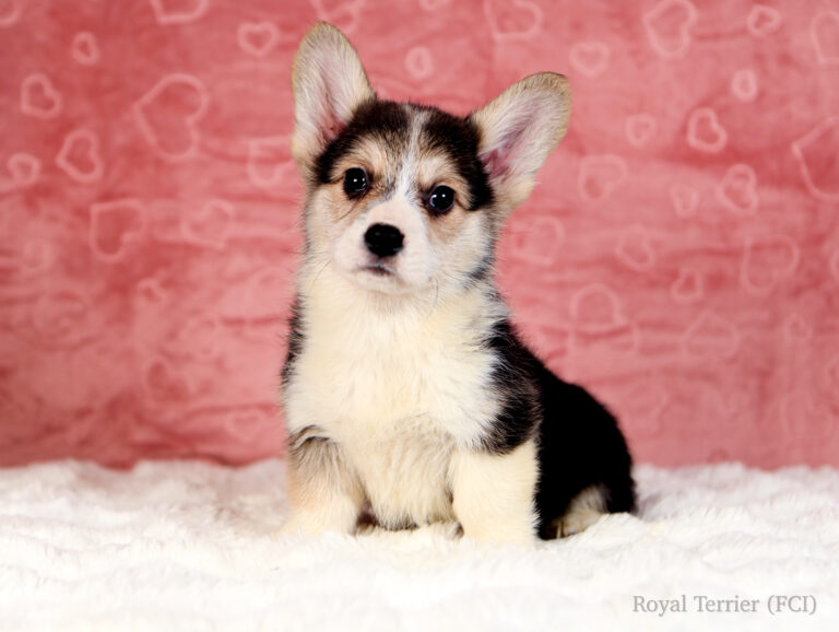 welsh corgi pembroke puppy