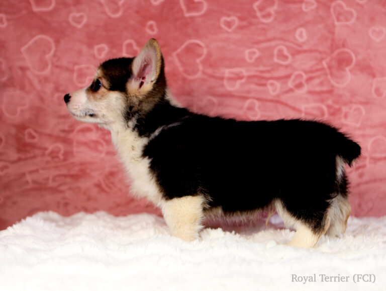 szczeniak welsh corgi pembroke tricolor