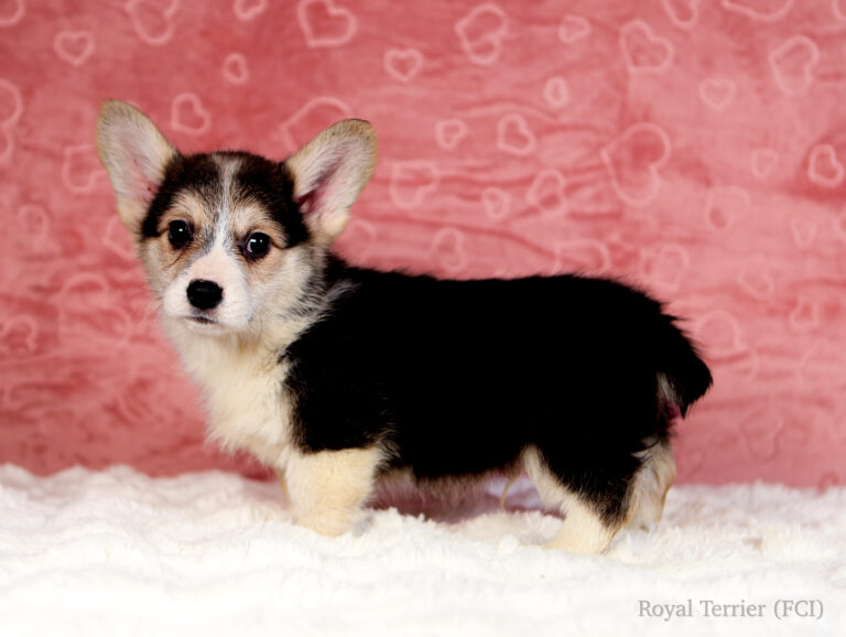 szczeniak welsh corgi pembroke tricolor