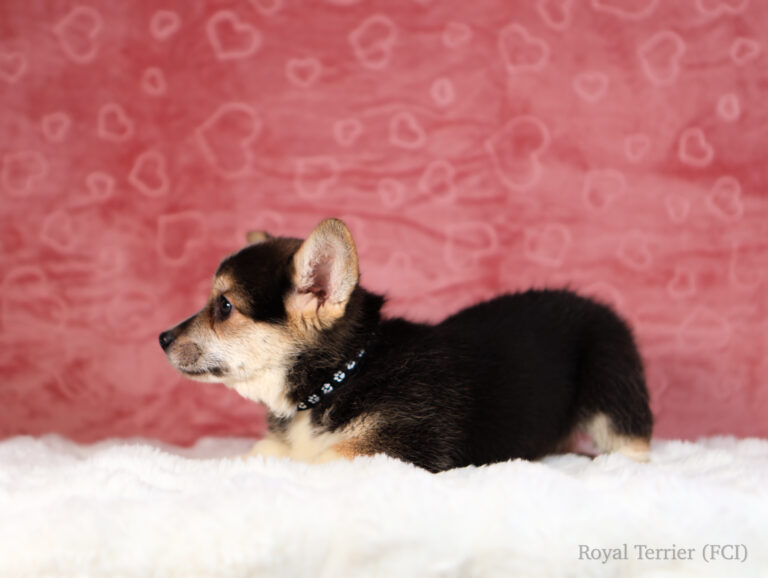 szczeniak welsh corgi pembroke tricolor
