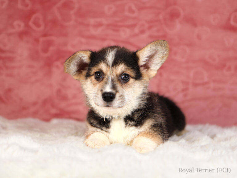 welsh corgi pembroke puppy