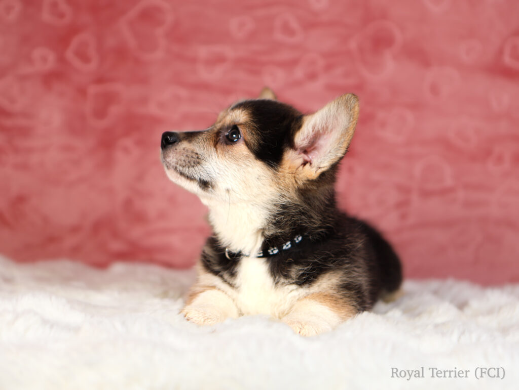szczeniak welsh corgi pembroke tricolor