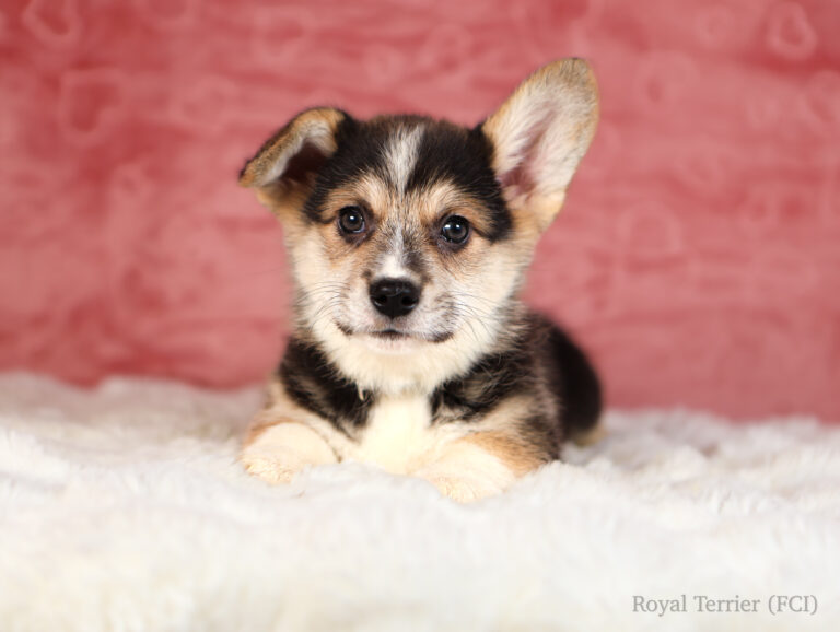 szczeniak welsh corgi pembroke tricolor