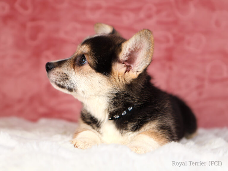 welsh corgi pembroke puppy