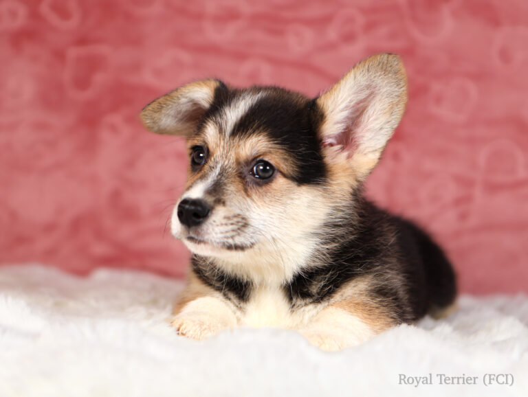 szczeniak welsh corgi pembroke tricolor