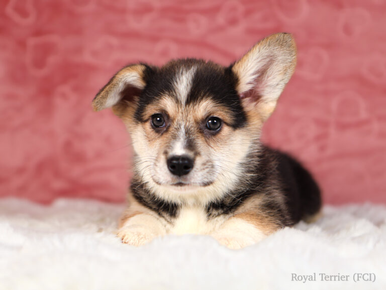 szczeniak welsh corgi pembroke tricolor