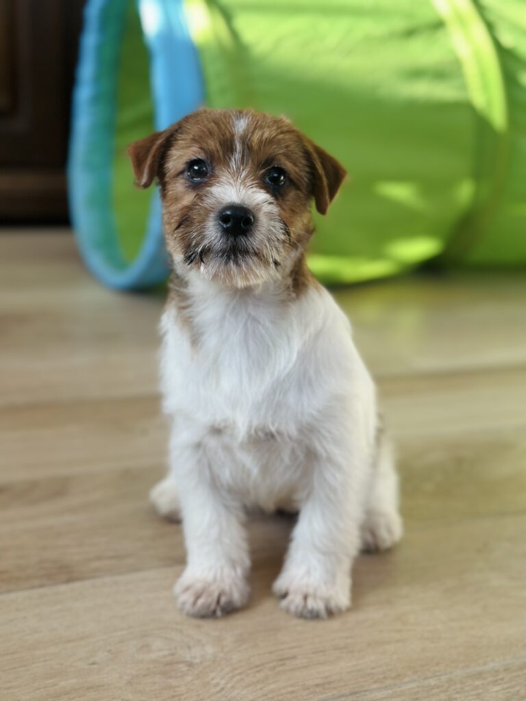 jack russell terrier puppy