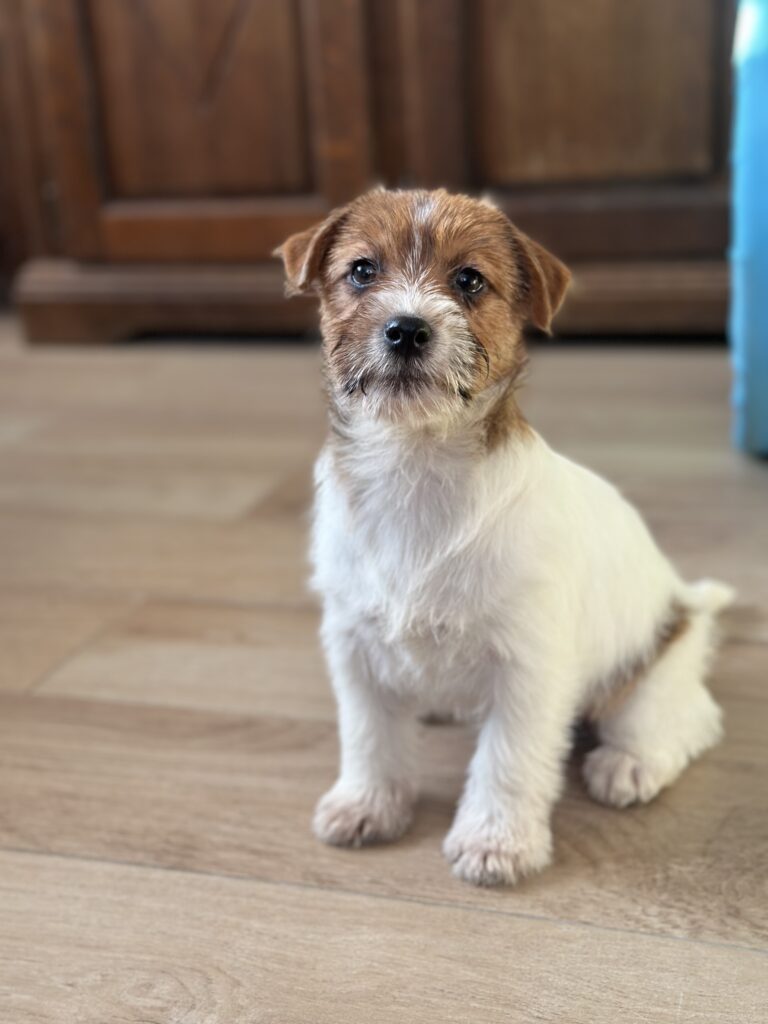 jack russell terrier puppy