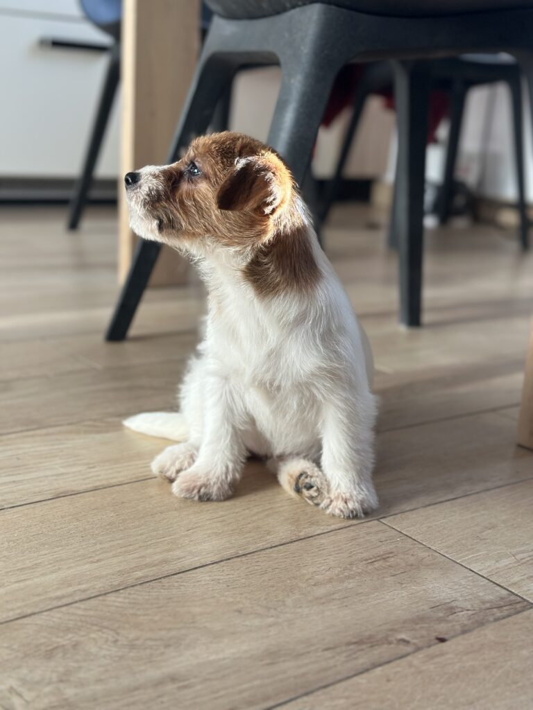 jack russell terrier puppy