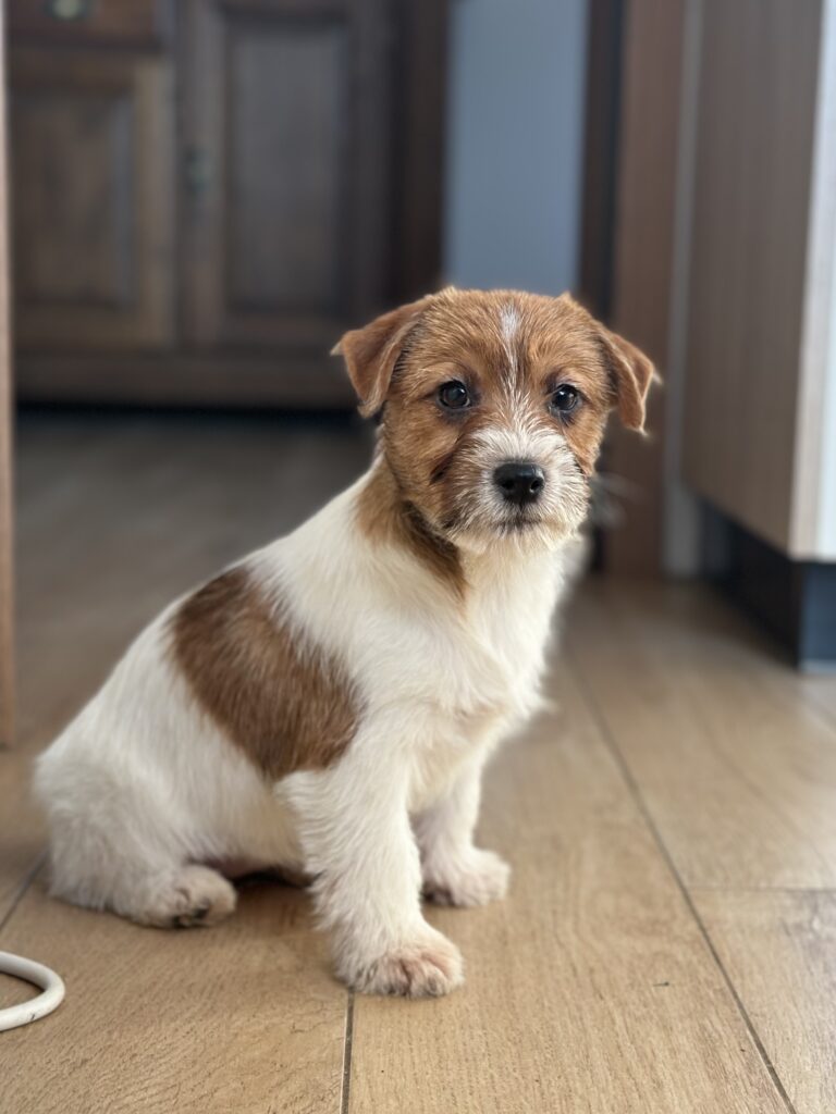jack russell terrier puppy