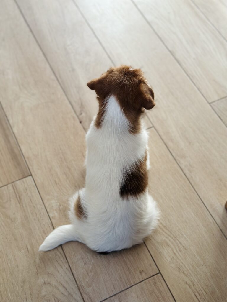jack russell terrier puppy