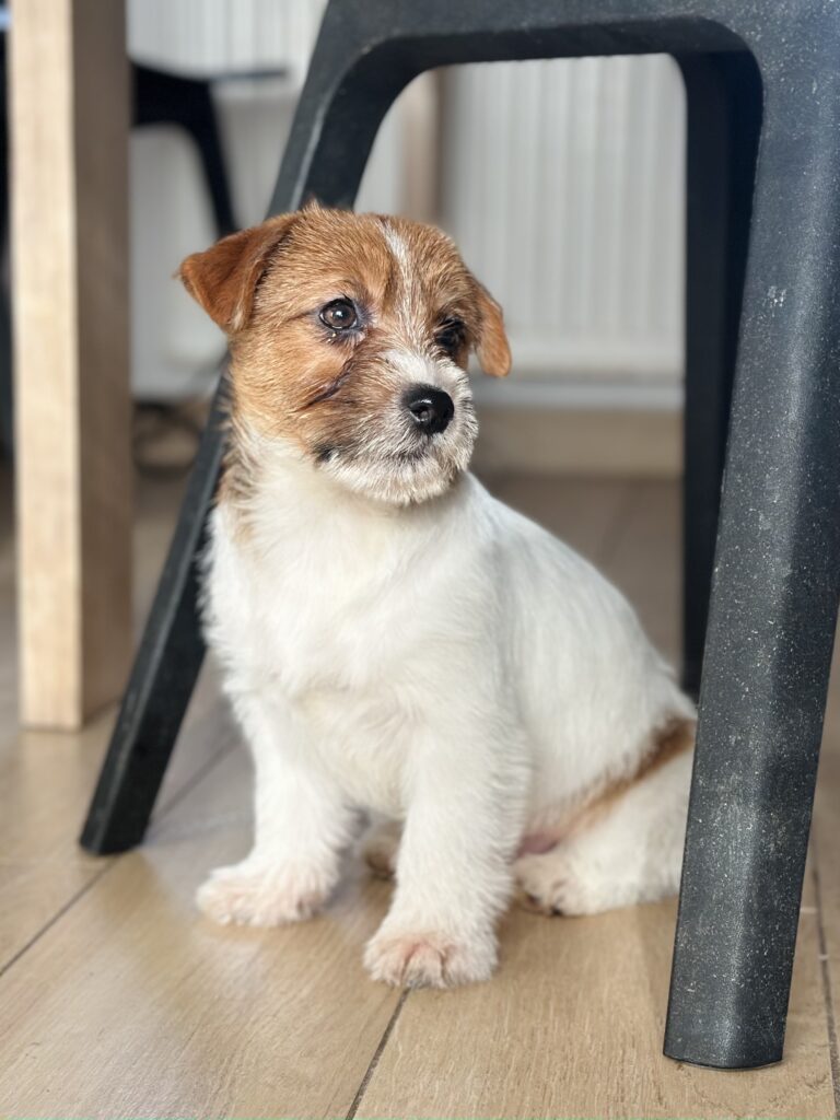 jack russell terrier puppy