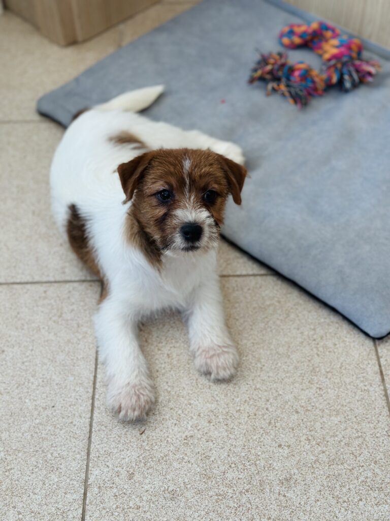 jack russell terrier puppy