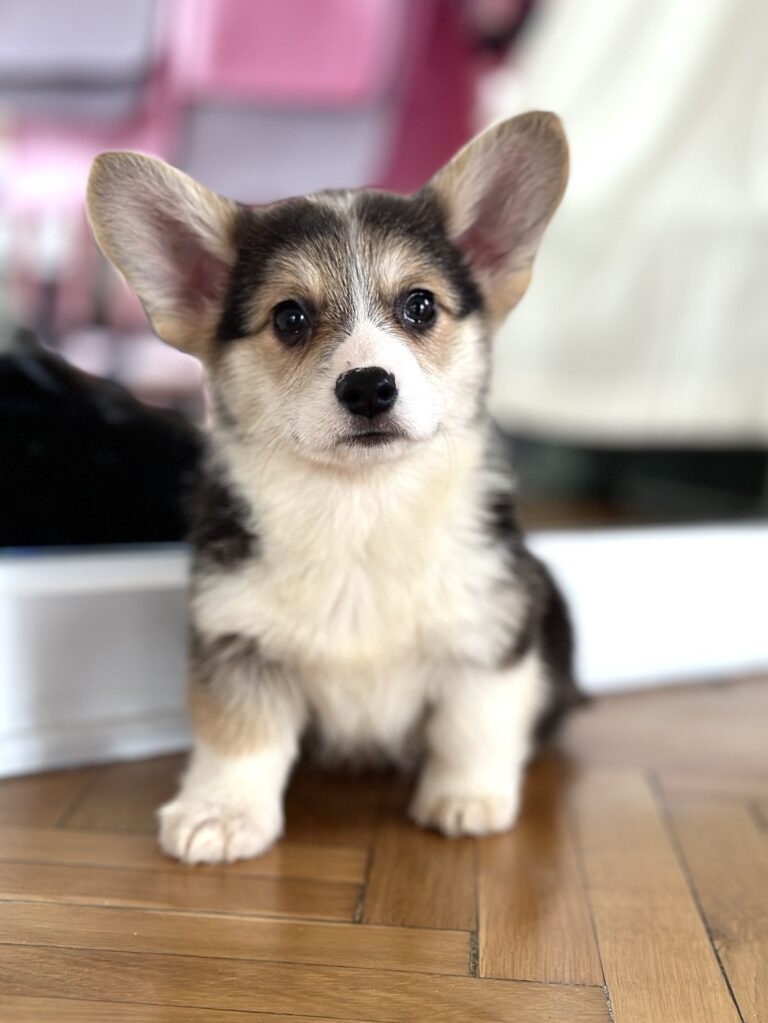 szczeniak welsh corgi pembroke
