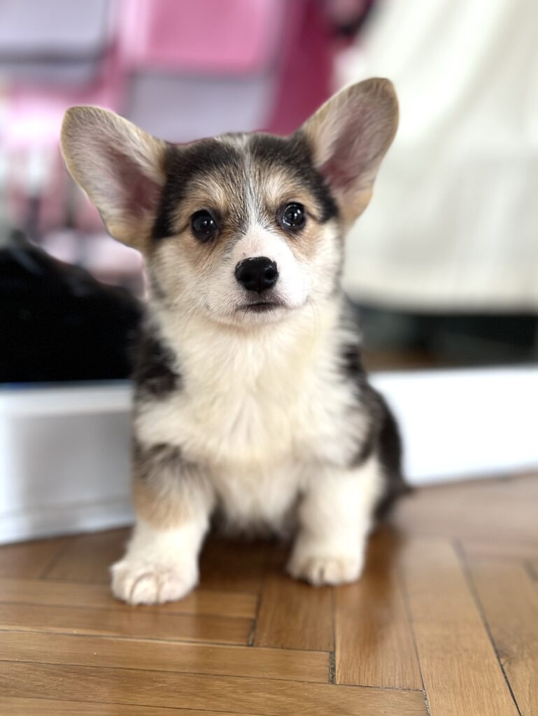 szczeniak welsh corgi pembroke