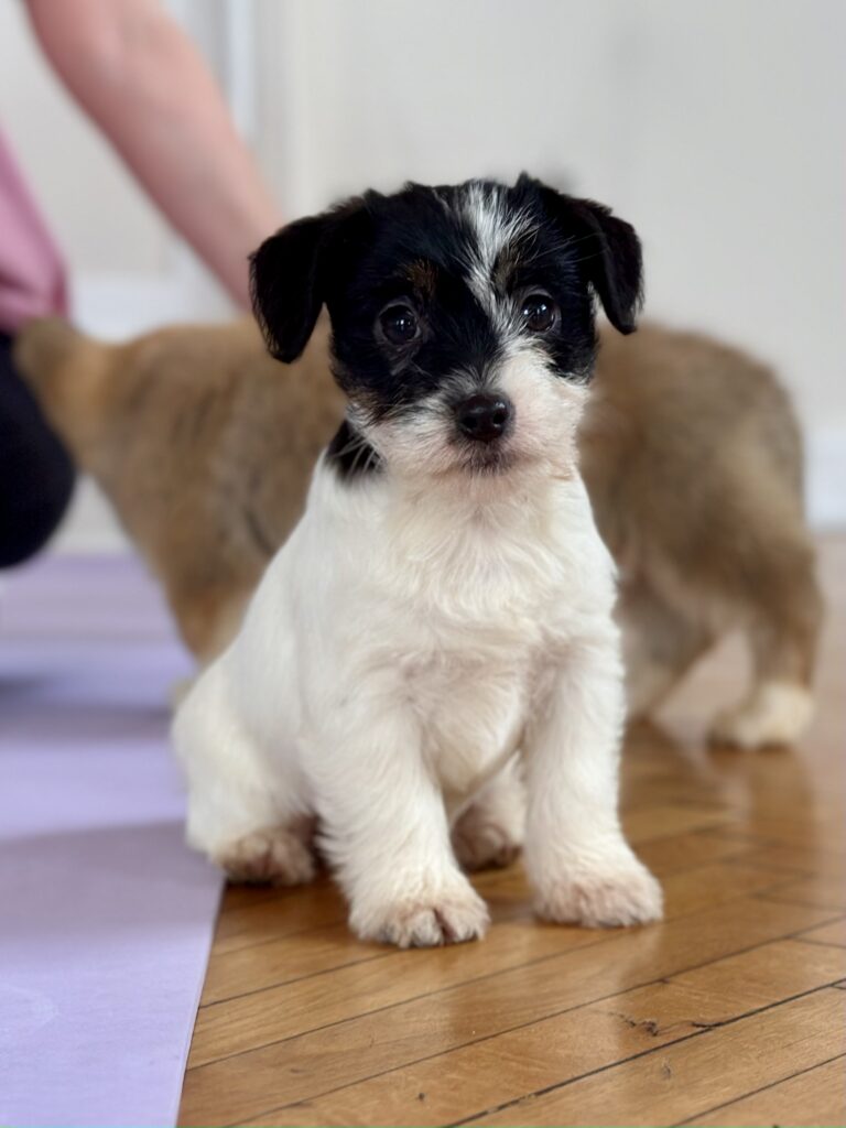 suczka Jack Russell terrier szorstkowłosa tricolor