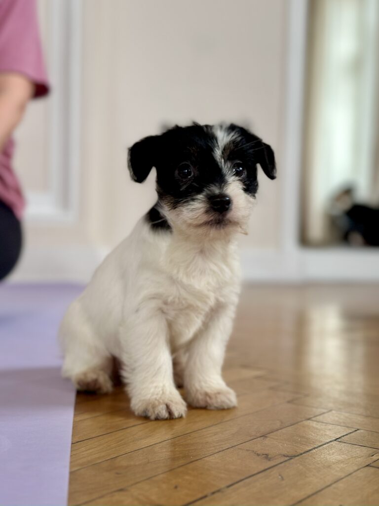 suczka Jack Russell terrier szorstkowłosa tricolor