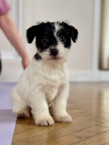 suczka Jack Russell terrier szorstkowłosa tricolor