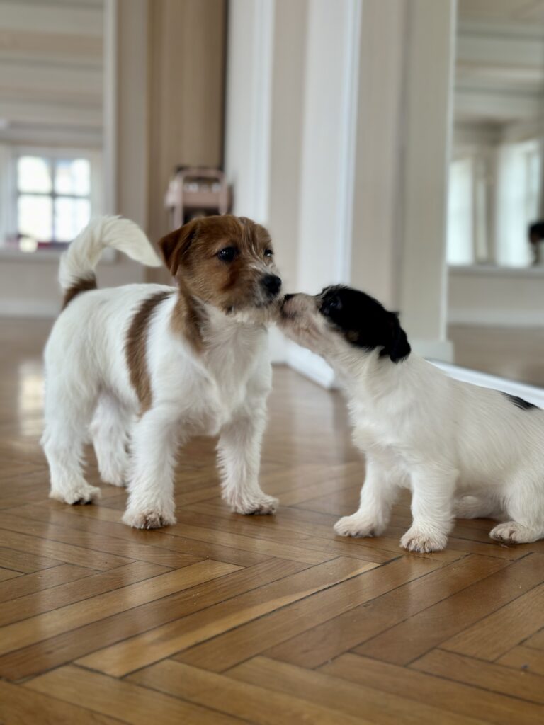 suczka Jack Russell terrier szorstkowłosa tricolor
