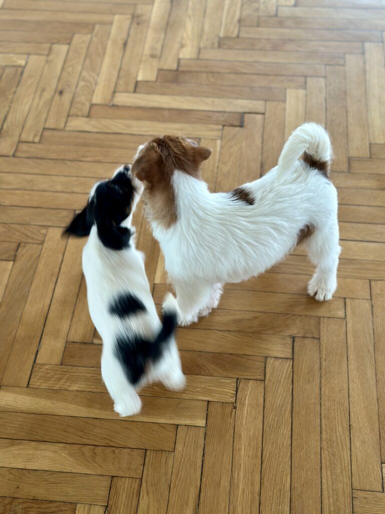 suczka Jack Russell terrier szorstkowłosa tricolor