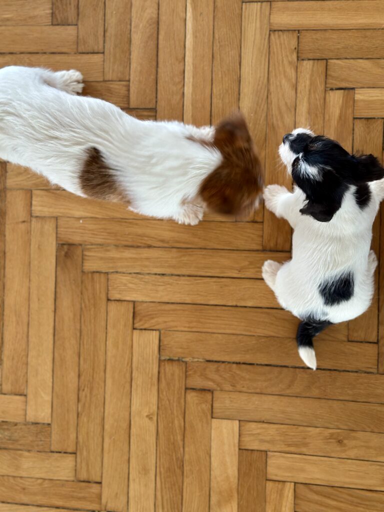 suczka Jack Russell terrier szorstkowłosa tricolor