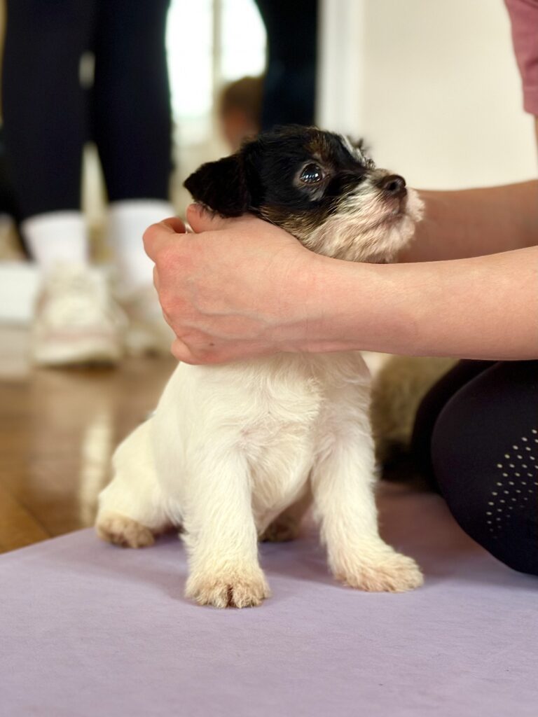 suczka Jack Russell terrier szorstkowłosa tricolor