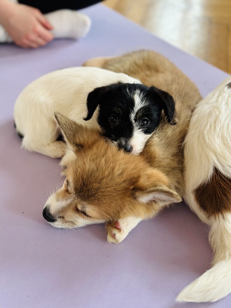 suczka Jack Russell terrier szorstkowłosa tricolor