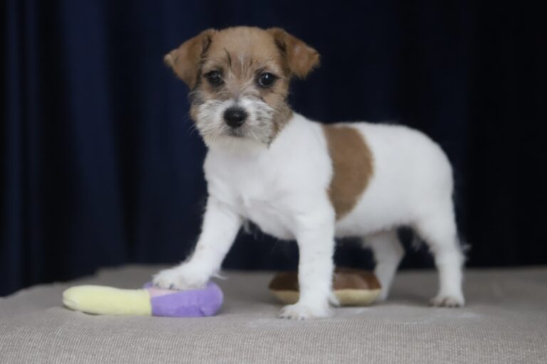 jack russell terrier