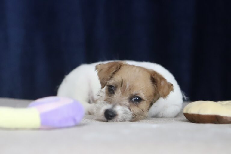 jack russell terrier