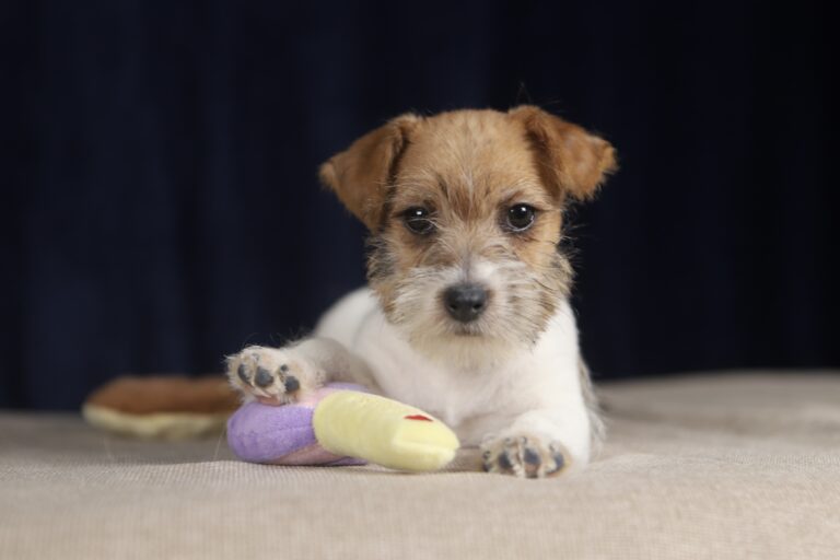 jack russell terrier