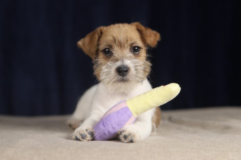 jack russell terrier