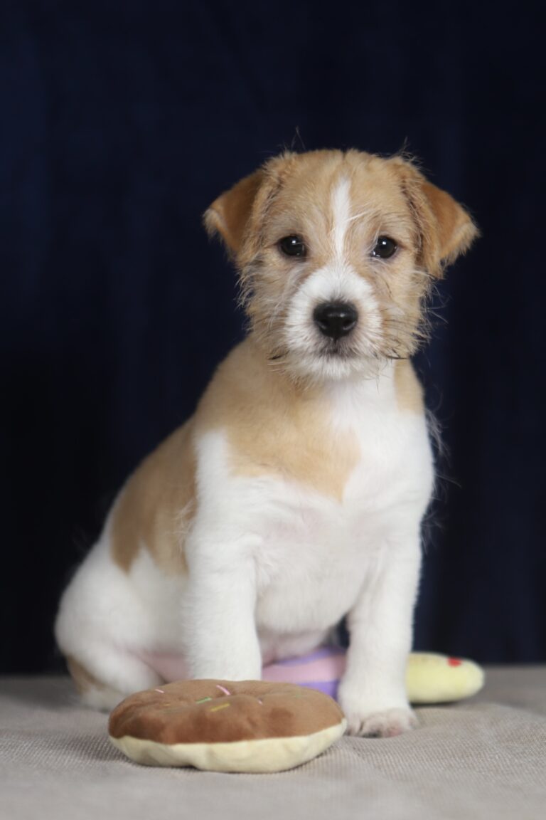 jack russell terrier