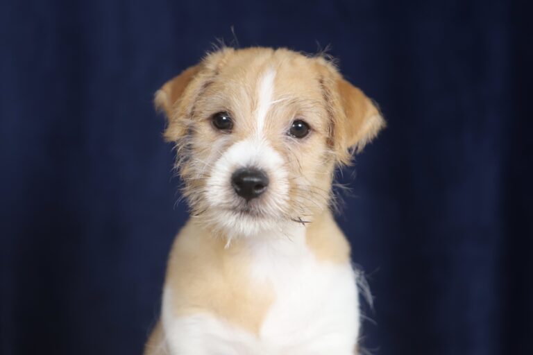 jack russell terrier