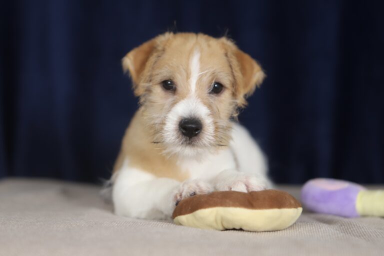 jack russell terrier