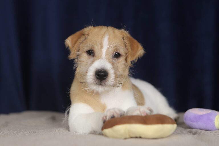 jack russell terrier