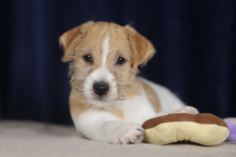 jack russell terrier