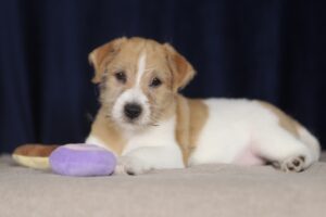 jack russell terrier