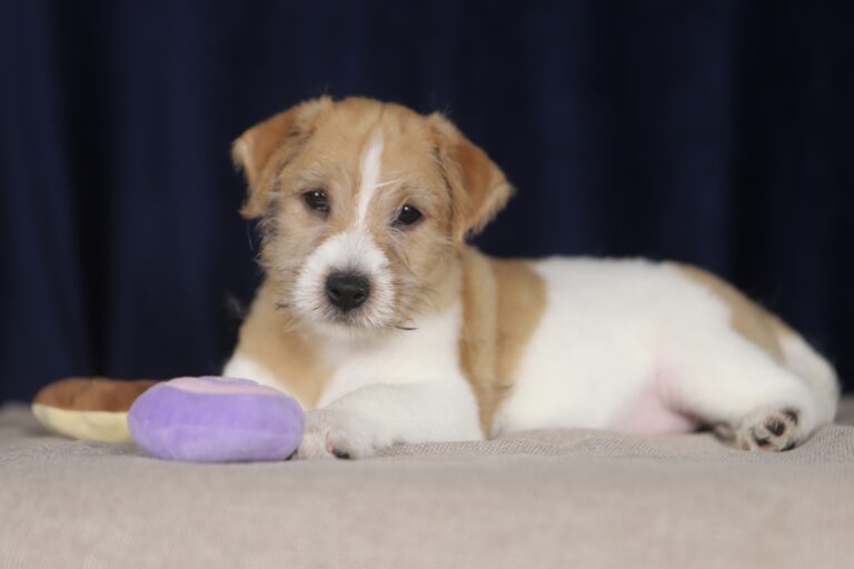 jack russell terrier