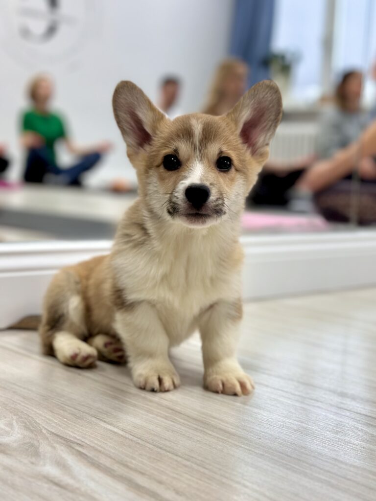 szczeniak welsh corgi pembroke