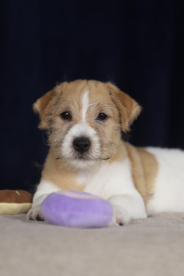 jack russell terrier