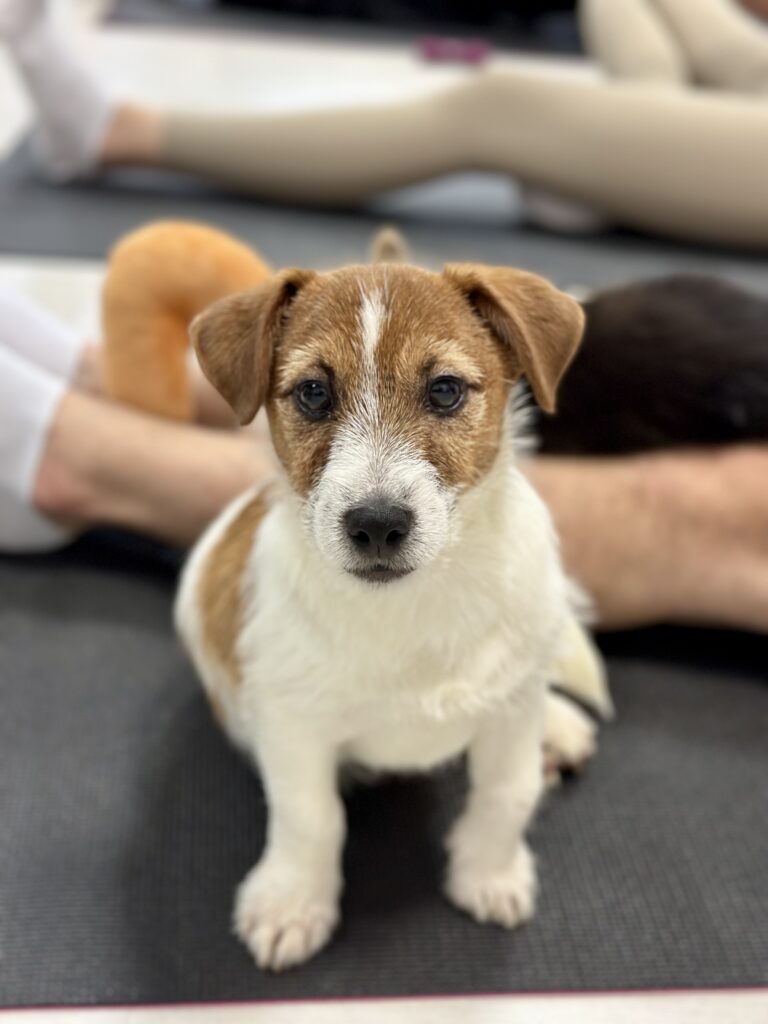 jack russell terrier szorstkowłosy