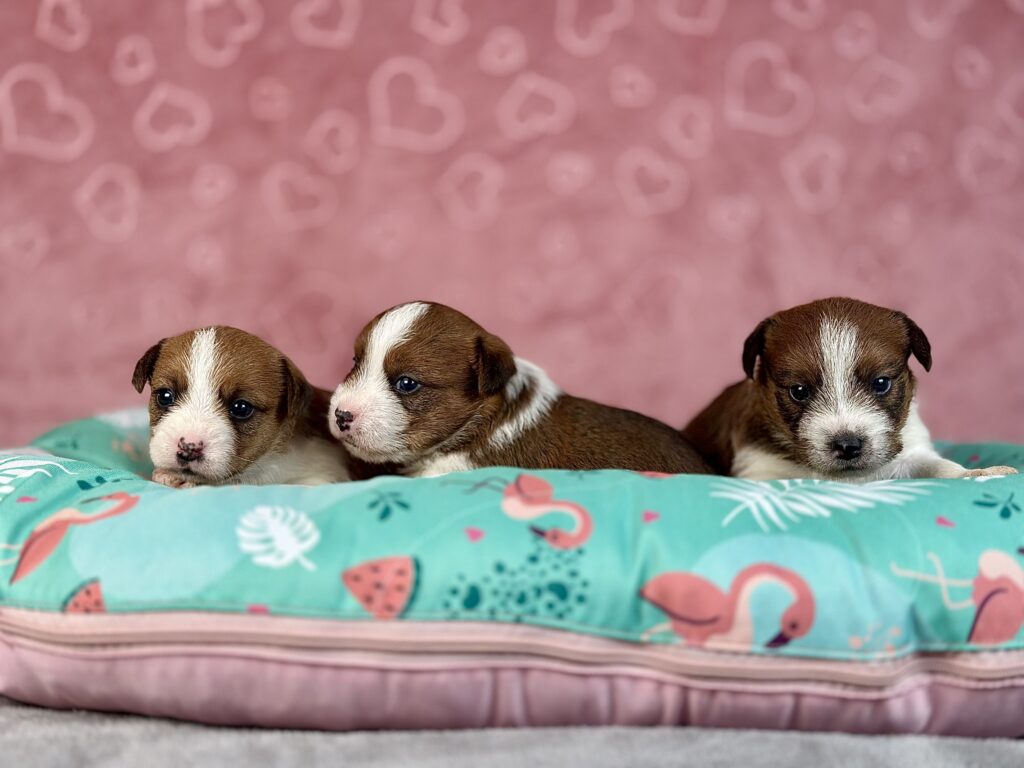jack russell terrier szorstkowłosy