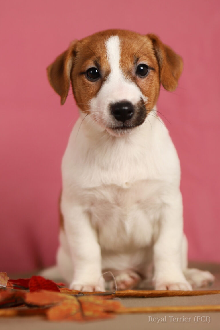 jack russell terrier gładkowłosy