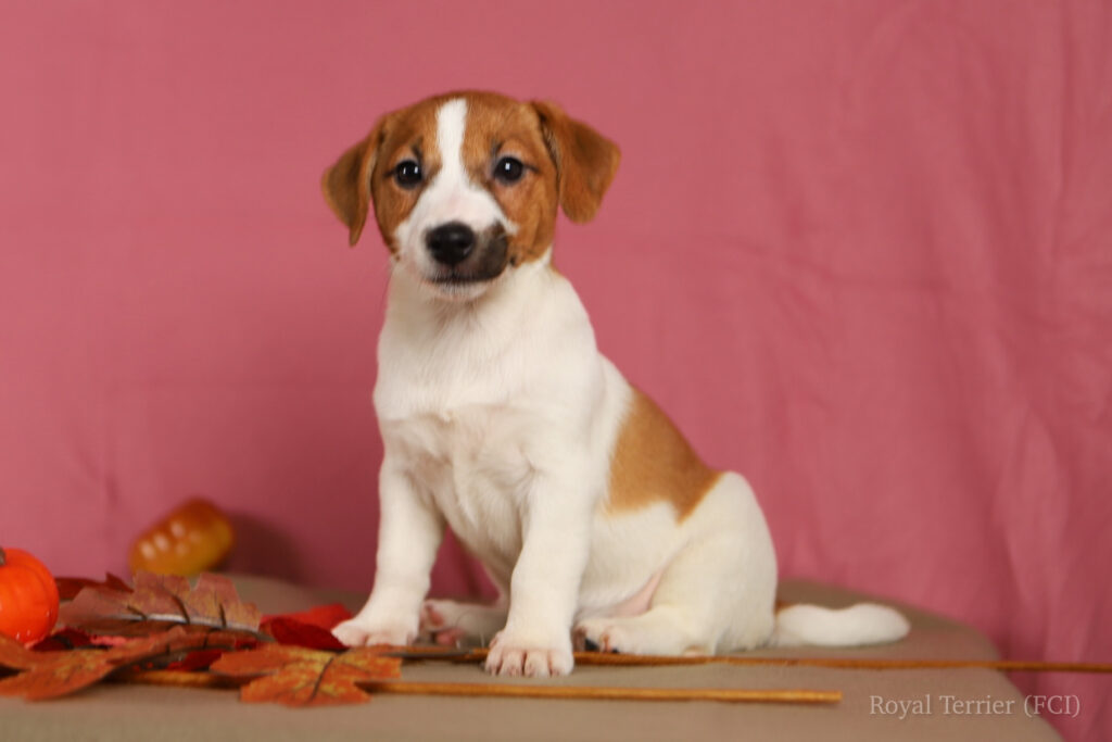 jack russell terrier gładkowłosy